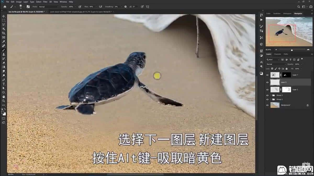 Photoshop合成海边海龟和被掀起的海浪场景