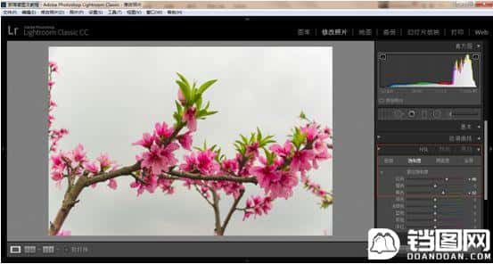 Photoshop结合LR调出更有意境的桃花