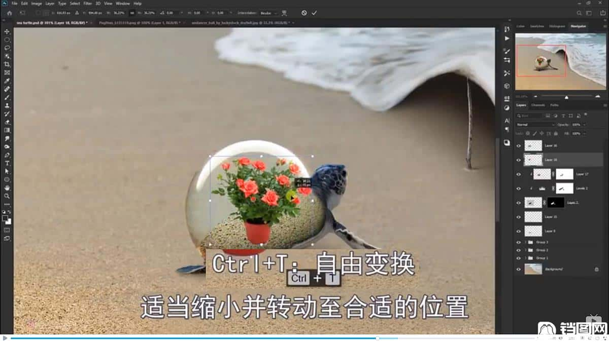 Photoshop合成海边海龟和被掀起的海浪场景