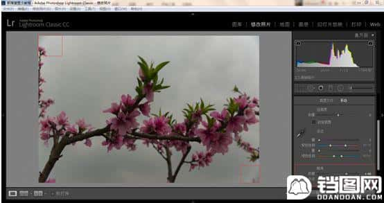 Photoshop结合LR调出更有意境的桃花